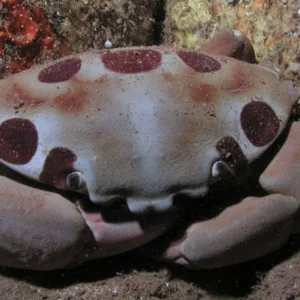 Open Water Referral Certification