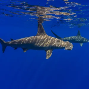 Boat cruising along Kona coast with clear blue water